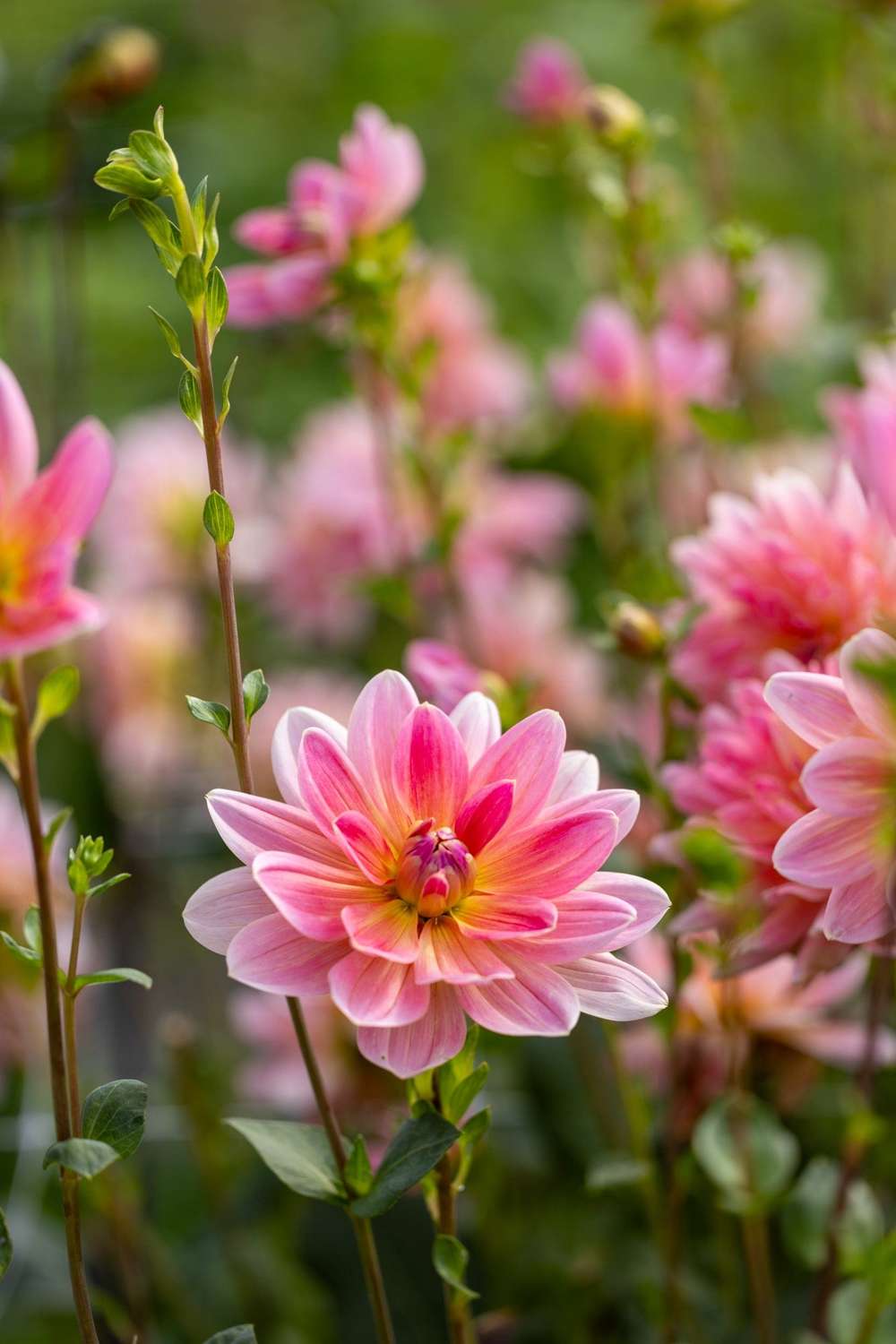 Dahlia 'Twiggy'
